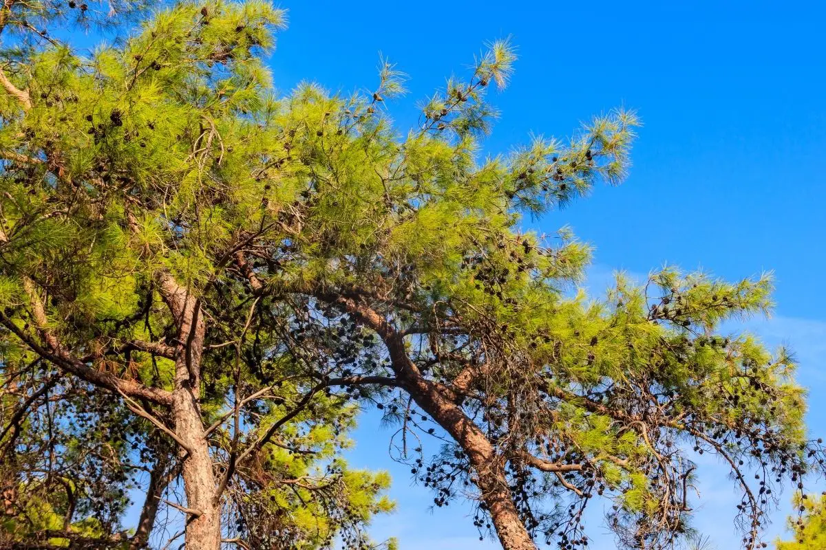 Brutia Pine (Pinus Brutia)