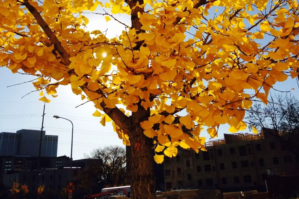 The Golden Guide To Gold Trees