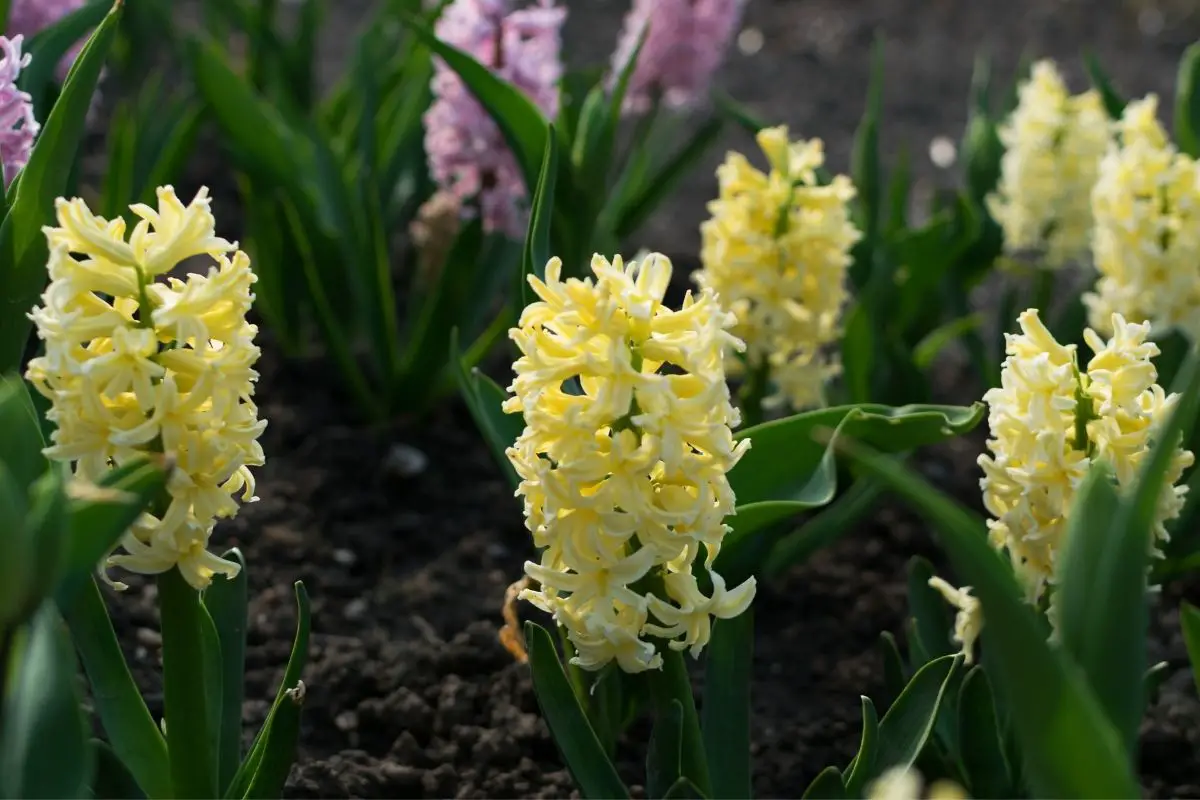 Harmonious And Sweet: The Ultimate Guide To Hyacinth
