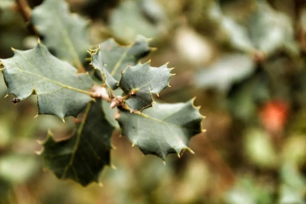 Hascombensis (Ilex aquifolium)