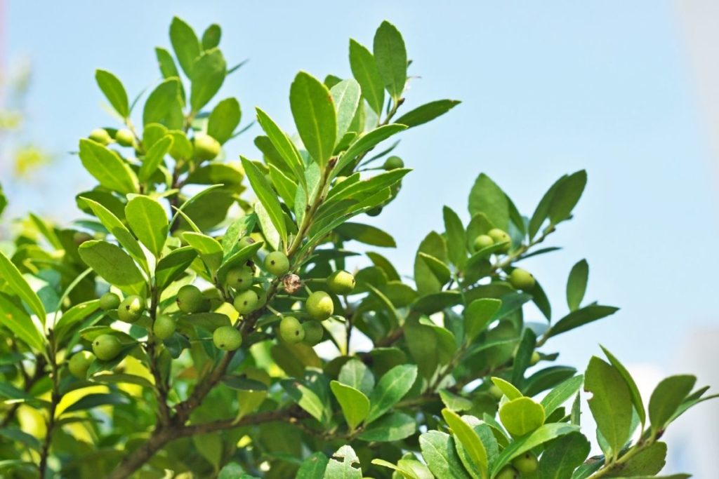 Hawaiian Holly (Ilex anomala)