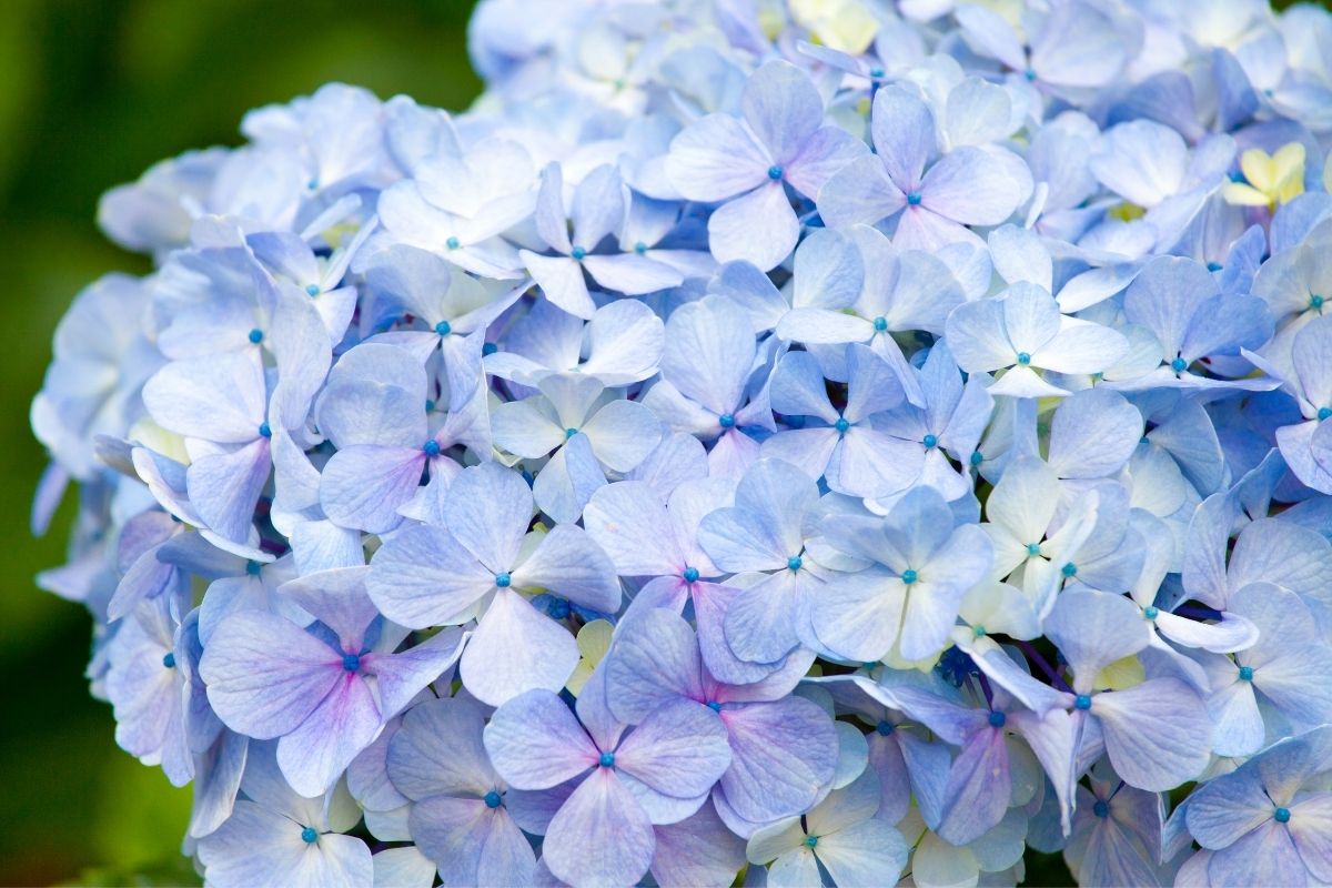 Heavenly Darlings: The Ultimate Guide To Hydrangea
