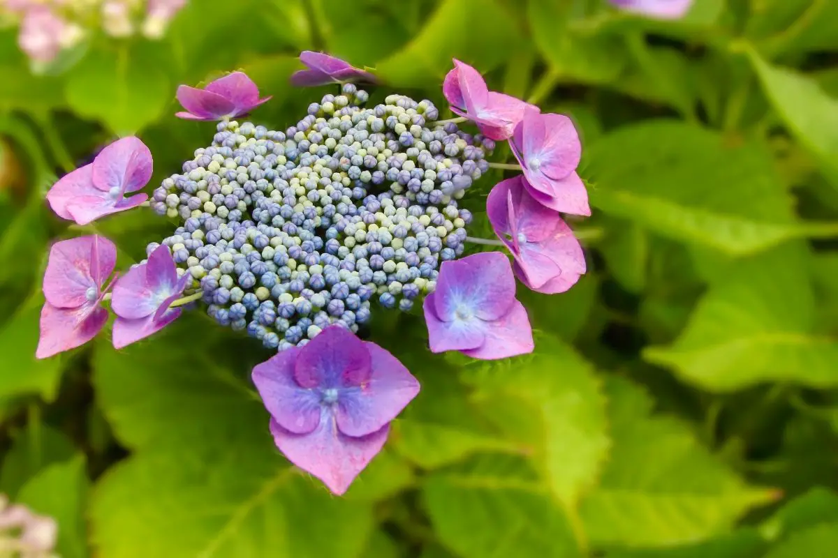 Heavenly Darlings: The Ultimate Guide To Hydrangea
