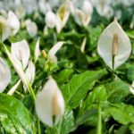 Hold Your Peace: 15 Types Of Peace Lilies