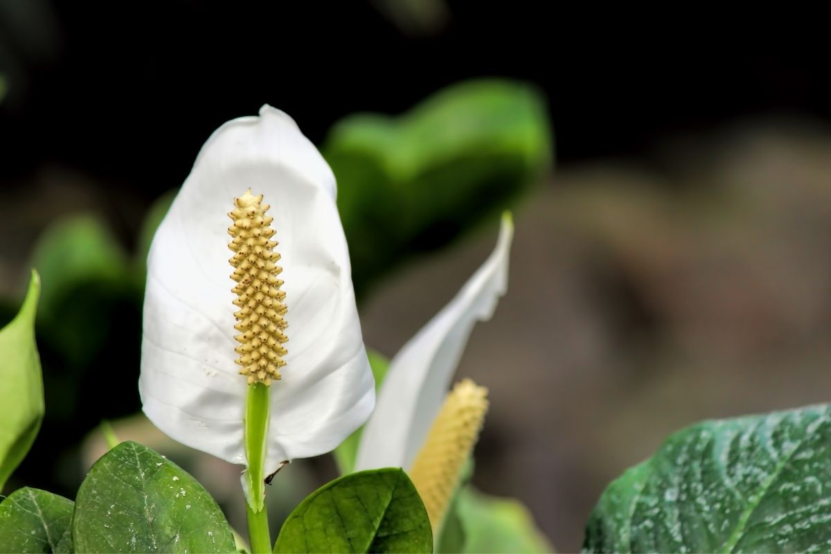 Hold Your Peace: The Ultimate Guide To Peace Lilies

