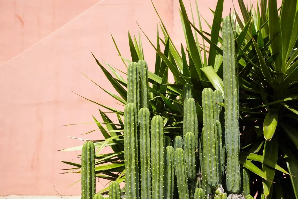 How Can You Tell If You Have A Healthy Cactus