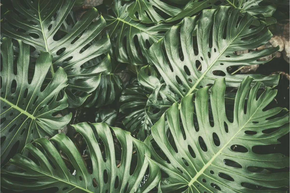 How Long Does A Monstera Take To Grow