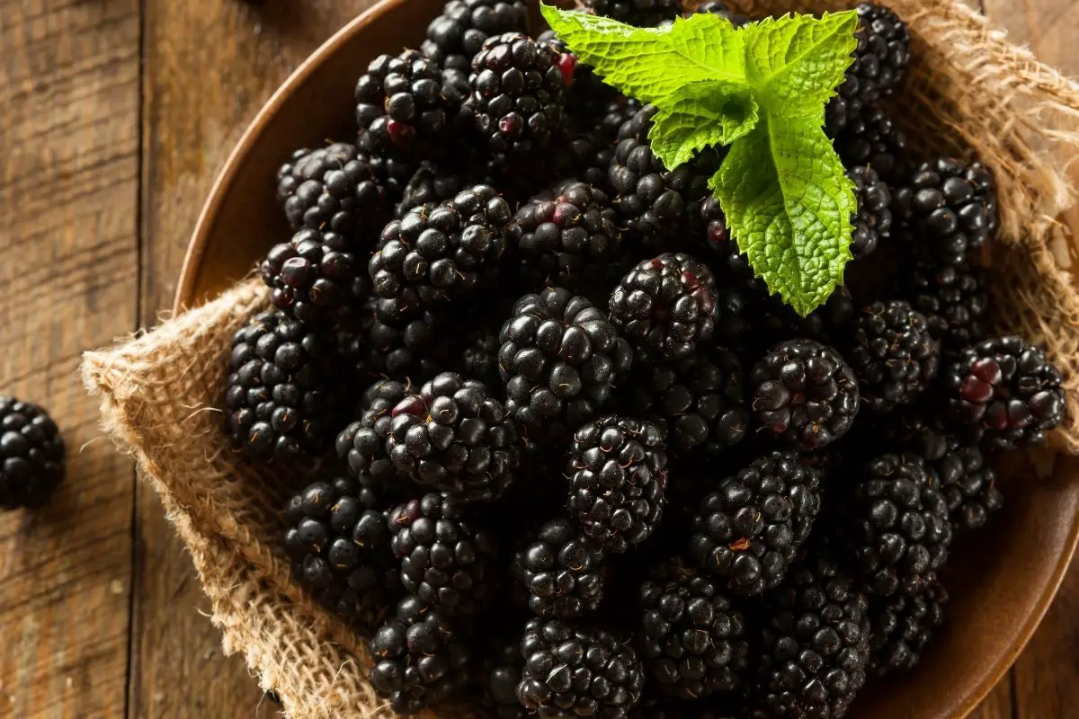Blackberries 