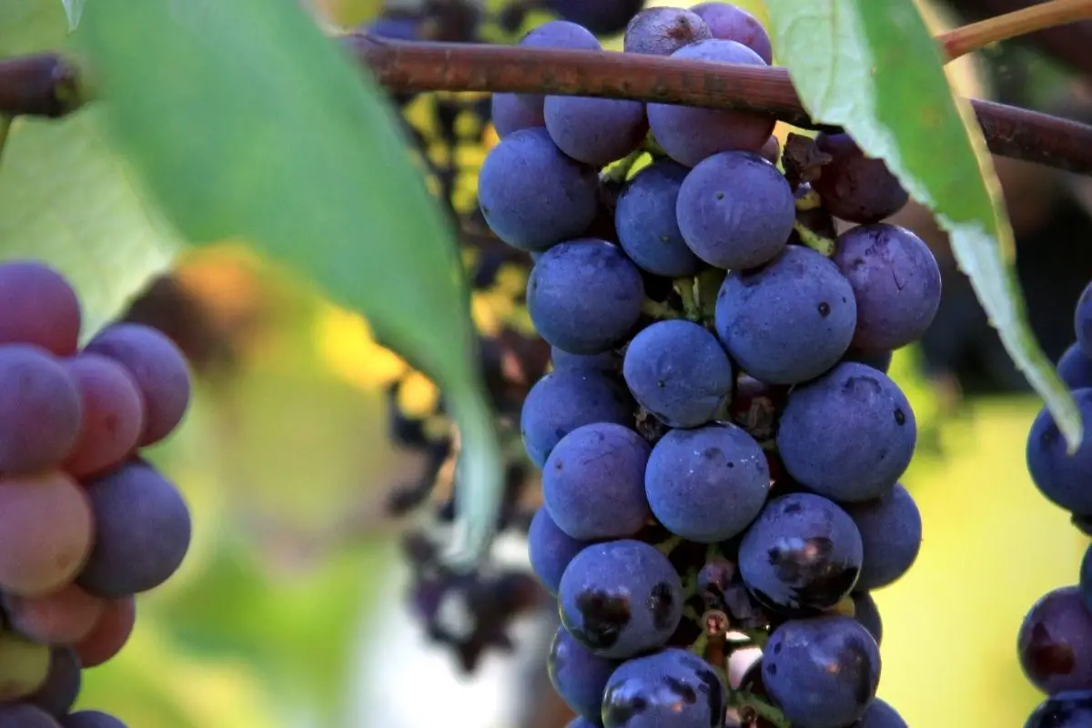 Concord Grapes 