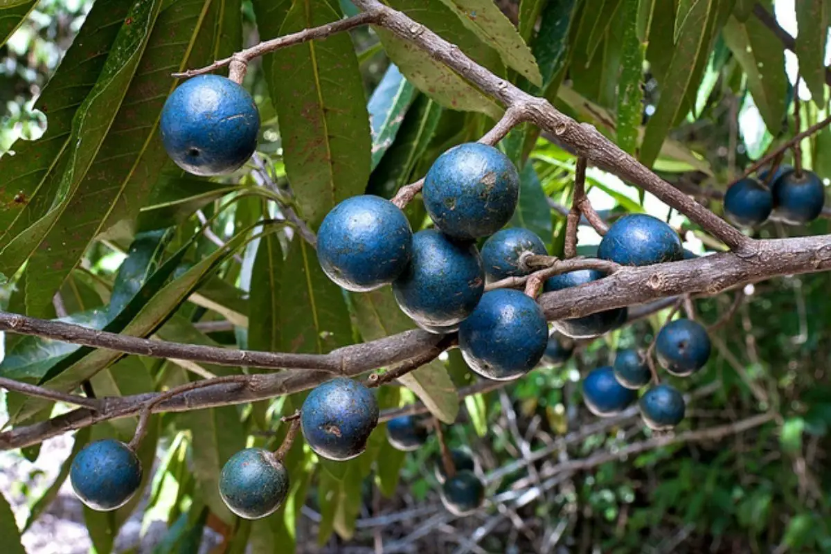 Blue Marble Fruit 