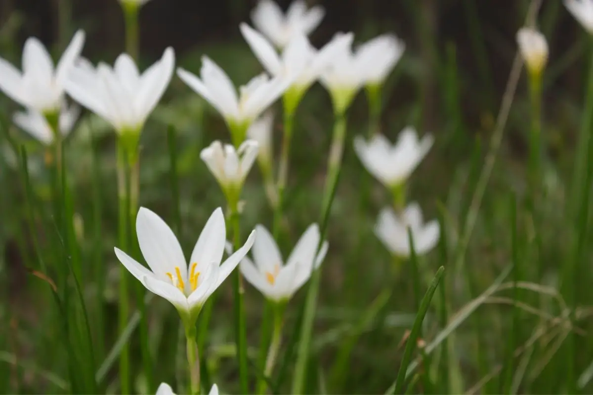 Zephyranthes plants that start with Z