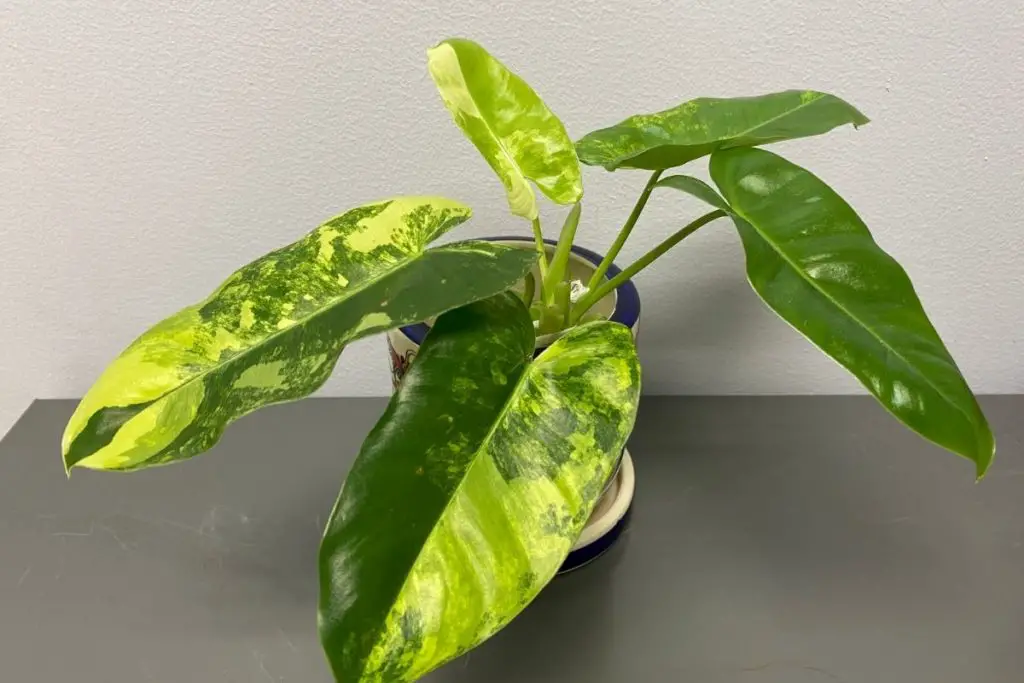 How To Fix Yellowing Philodendron Leaves