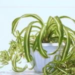 How To Propagate A Spider Plant: What You Need To Know