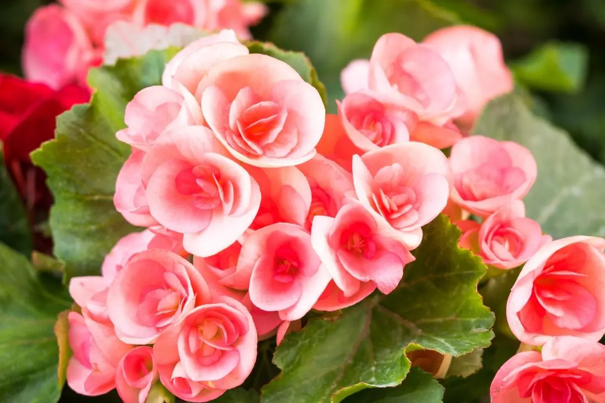 How To Propagate Begonias