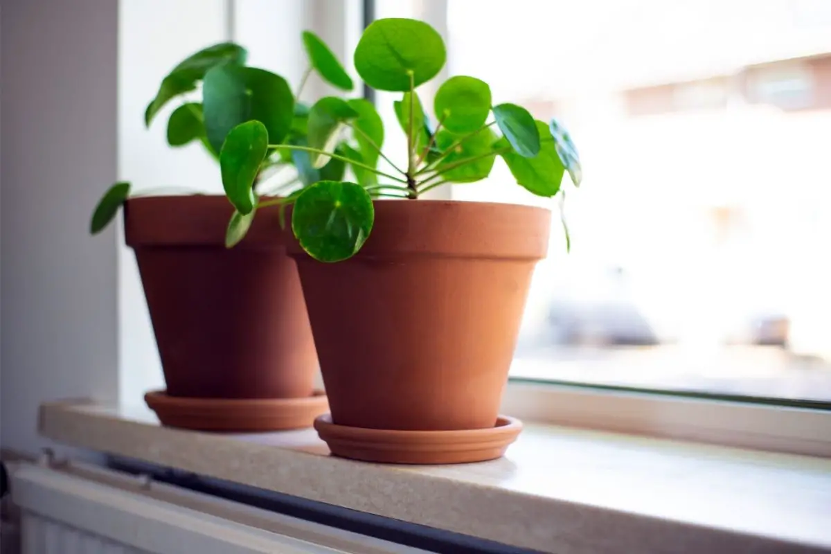 How To Propagate Chinese Money Plant