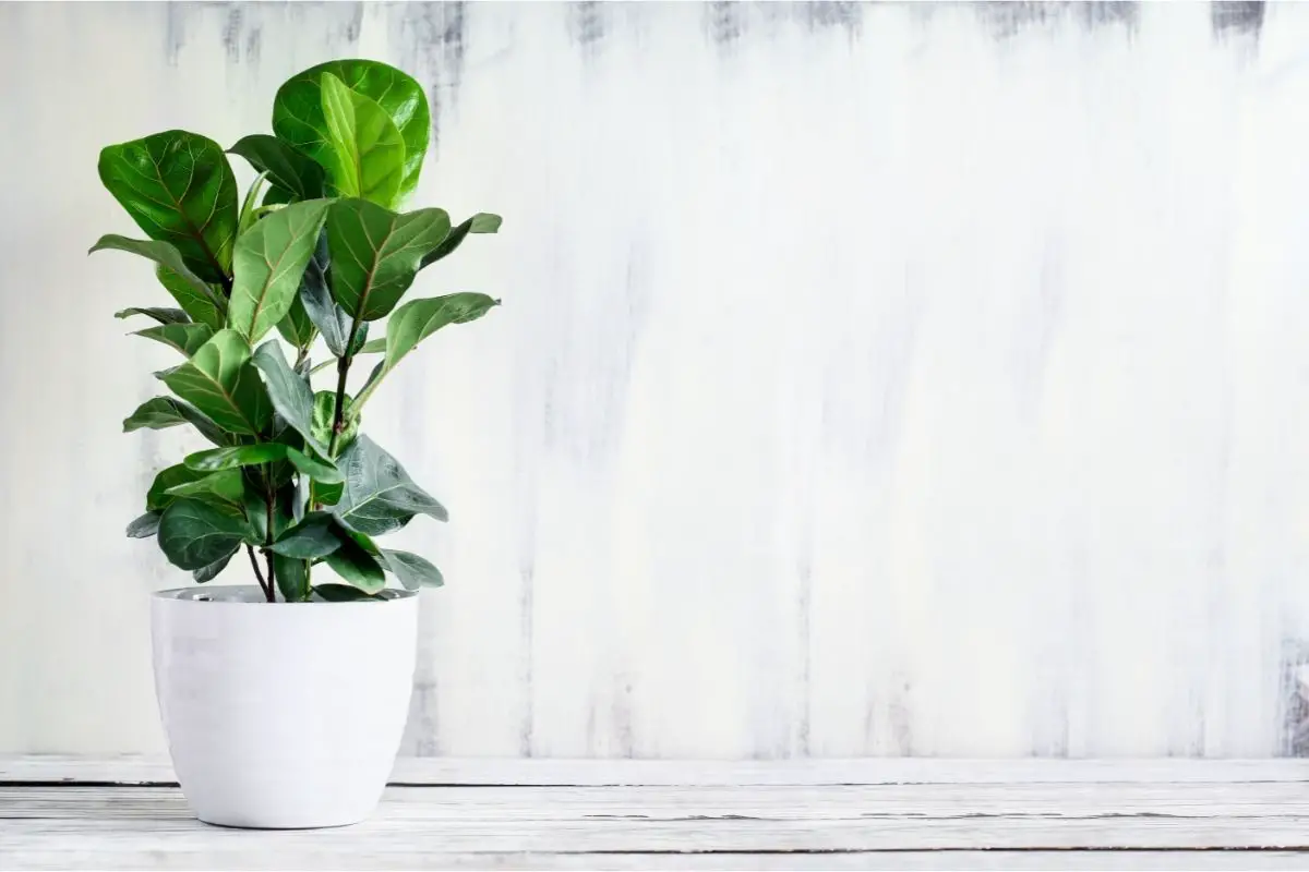 How To Propagate Fiddle Leaf Fig