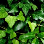 How To Propagate Ivy: Everything You Need To Know