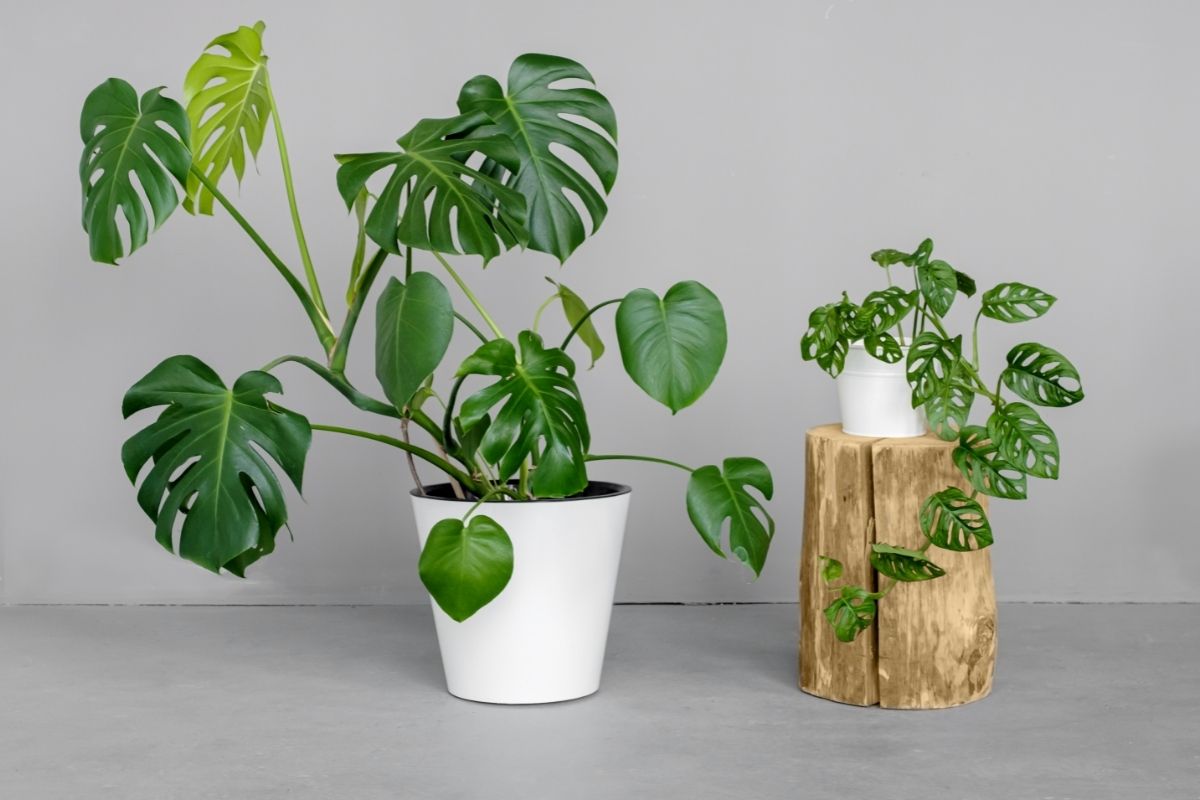 How To Propagate Monstera