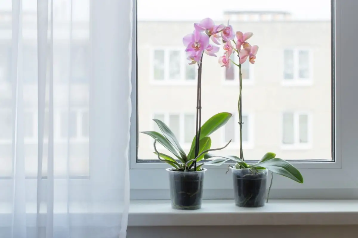 How To Propagate Orchids