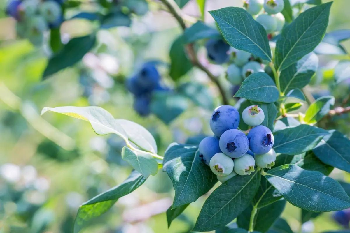How To Prune Blueberries