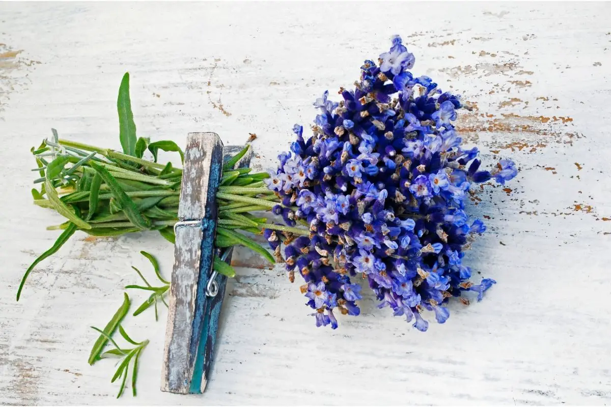 How To Prune Lavender