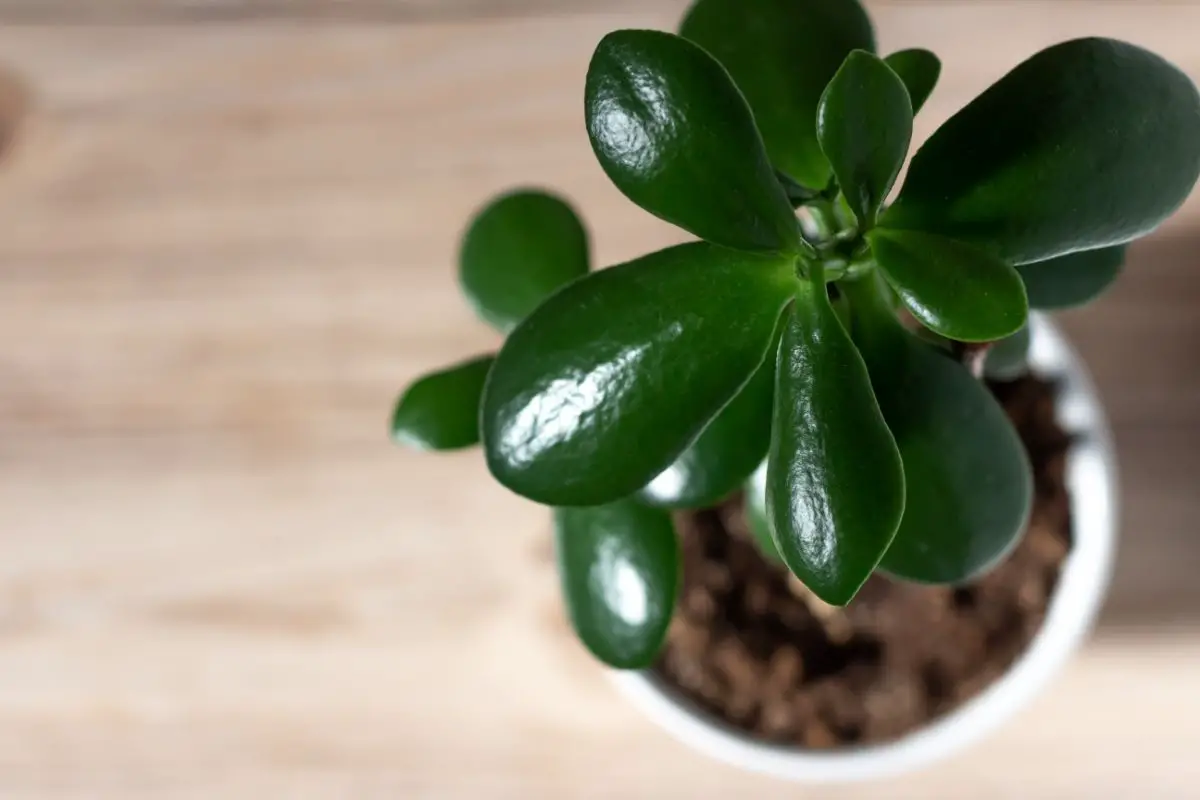 How to Propagate Jade Plant