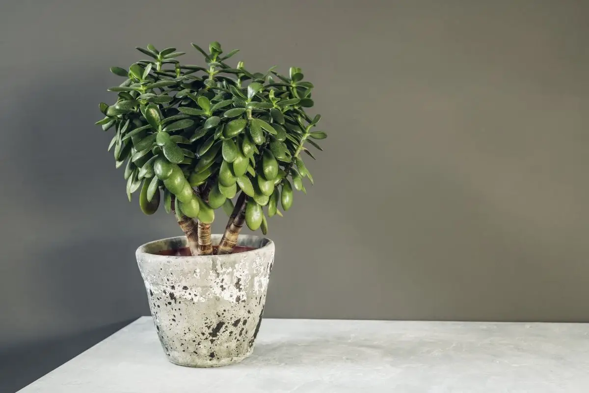 How to Propagate Jade Plant
