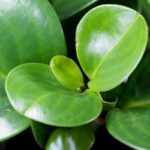 How to Propagate Peperomia: The Right Way