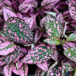 How To Propagate Polka Dot Plant: Things You Need To Know