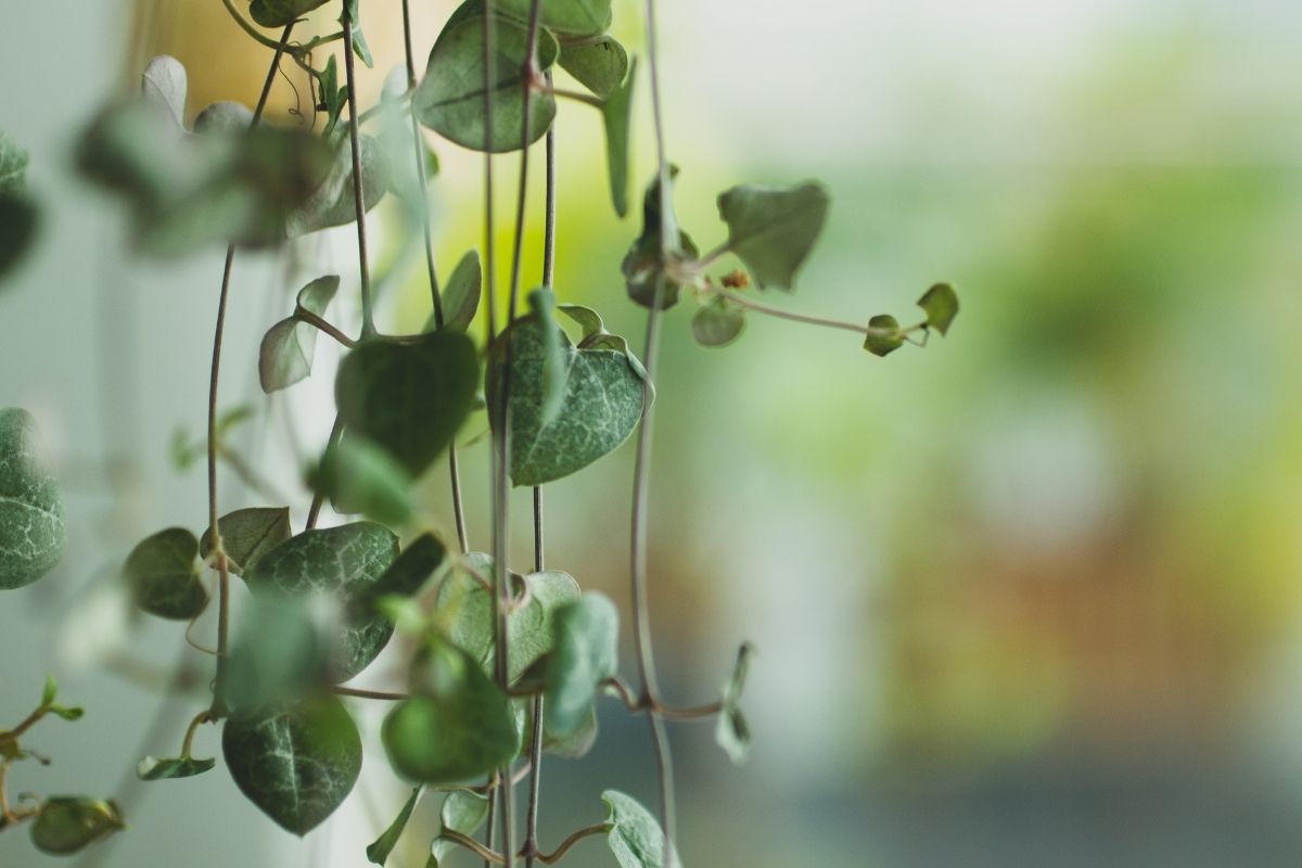How to Propagate String of Hearts