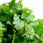 How To Prune Cilantro: Ultimate Pruning Guide