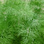 How to Prune Dill: The Right Way