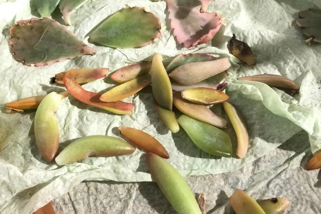 If Your Succulent Is Losing Leaves