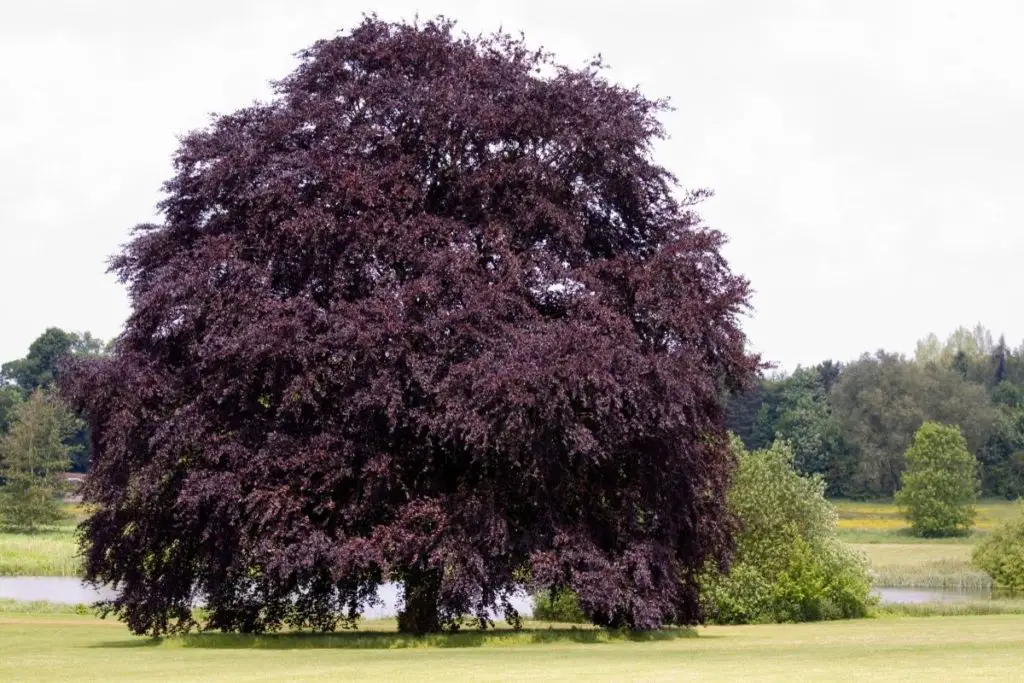 In For a Penny: The Ultimate Guide to Copper Trees