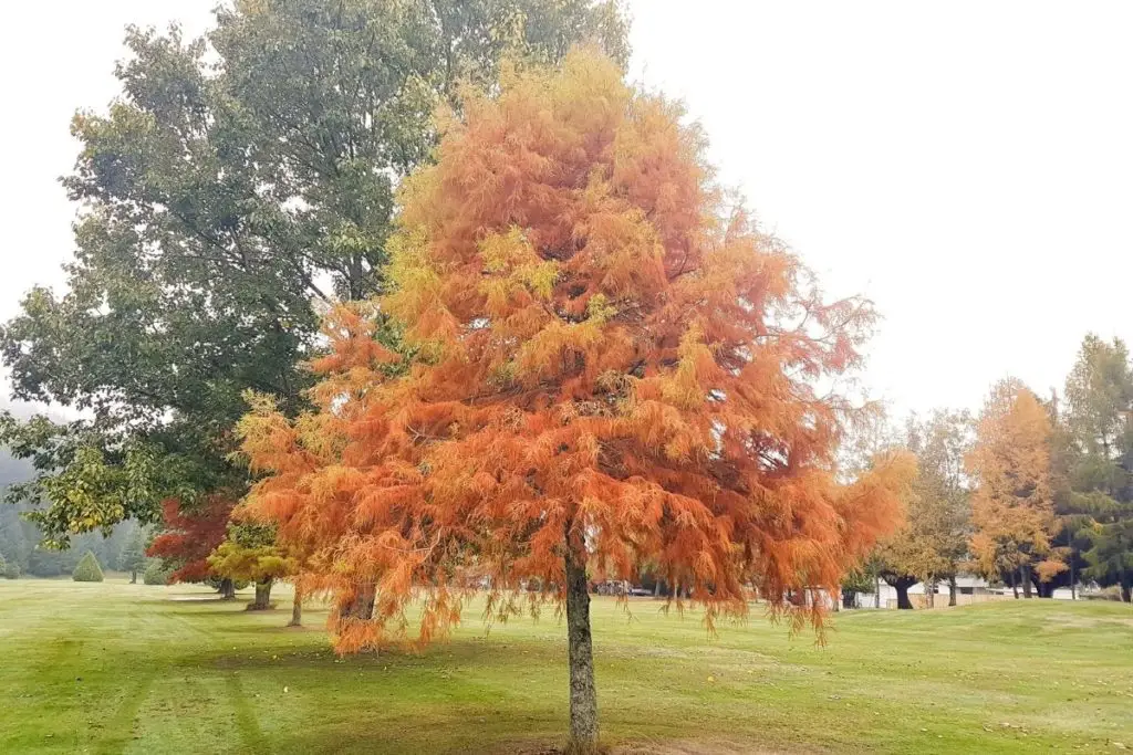 In For a Penny The Ultimate Guide to Copper Trees