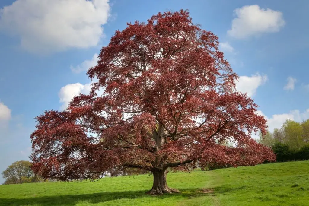 In For a Penny: The Ultimate Guide to Copper Trees