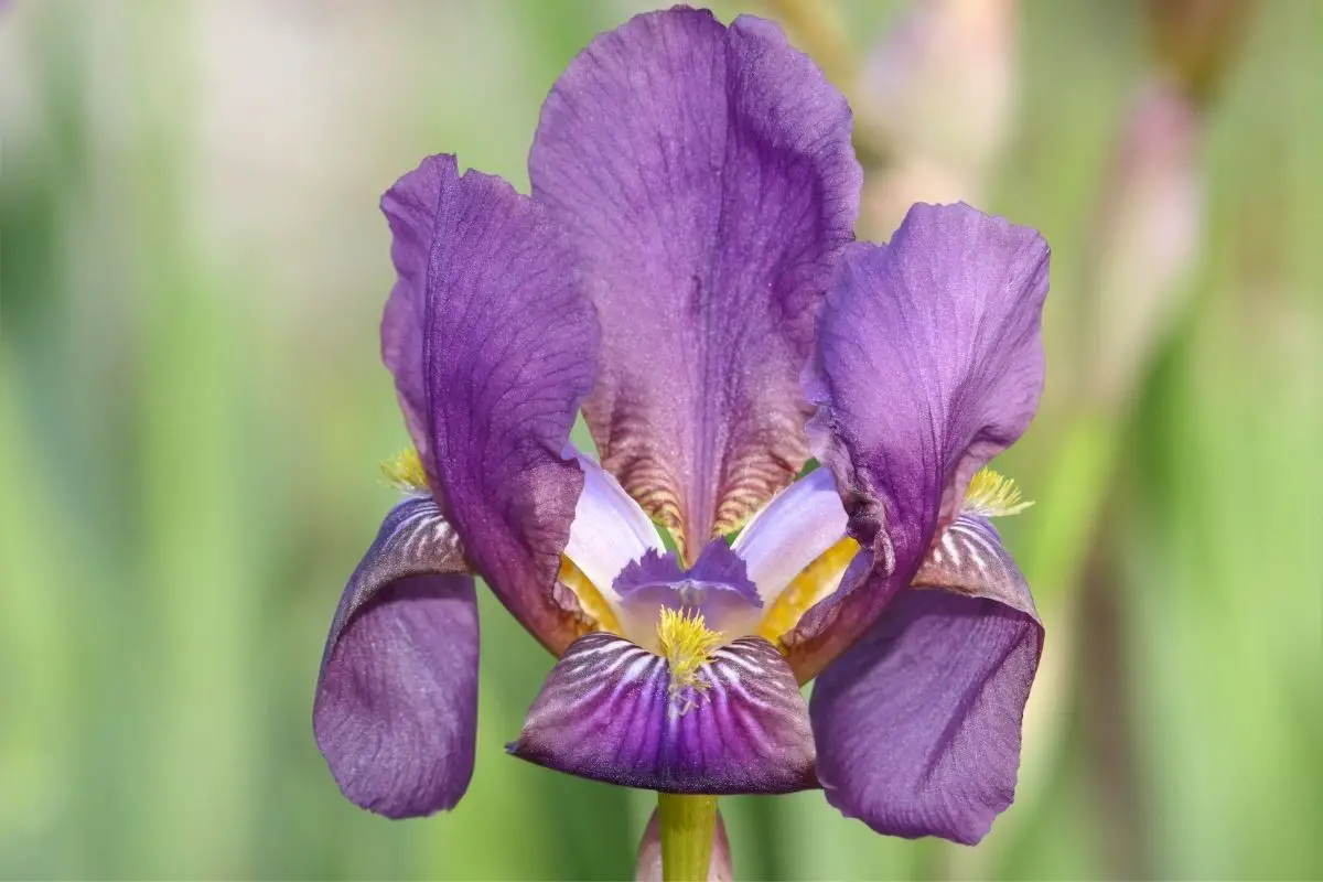  Types Of Irises