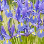 Intriguing And Radiant: The Ultimate Guide To Irises