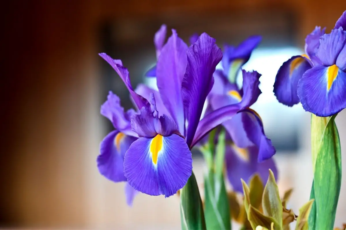  Types Of Irises