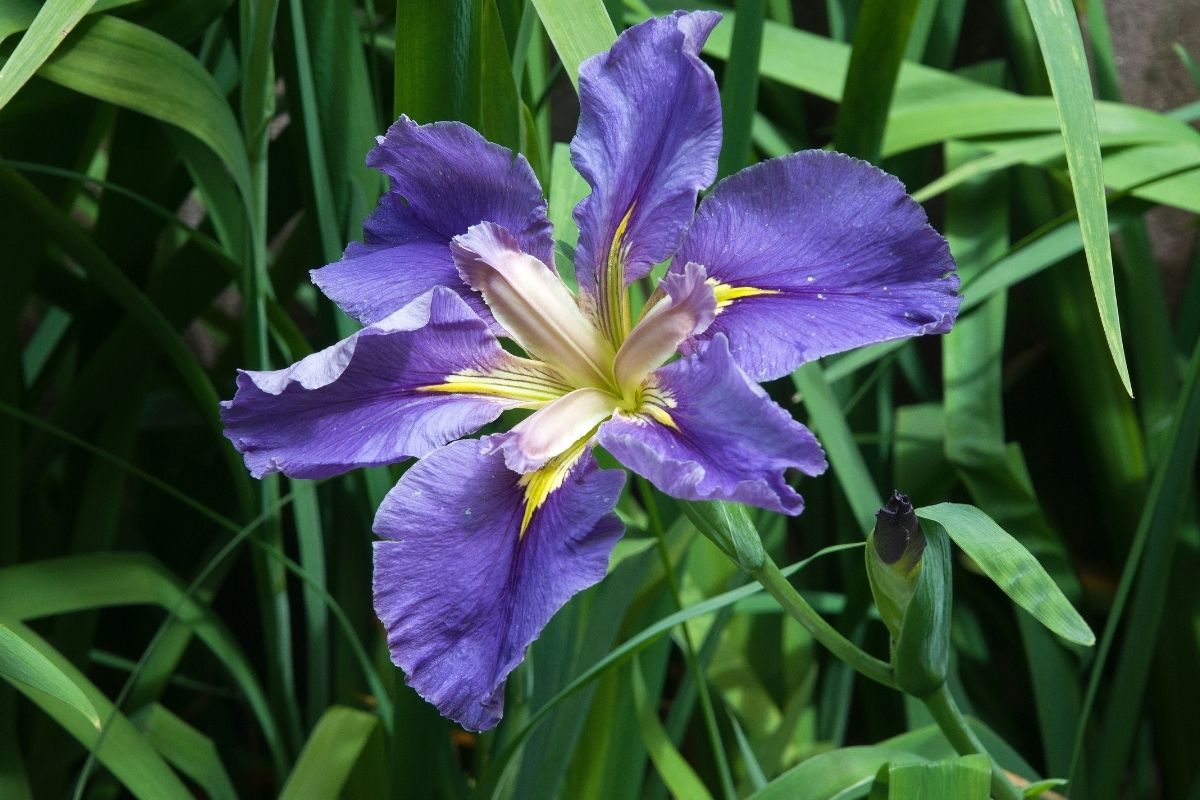 Intriguing And Radiant: The Ultimate Guide To Irises
