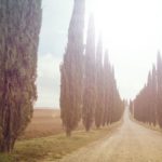 Italian Icons: The Ultimate Guide to Tuscany Trees