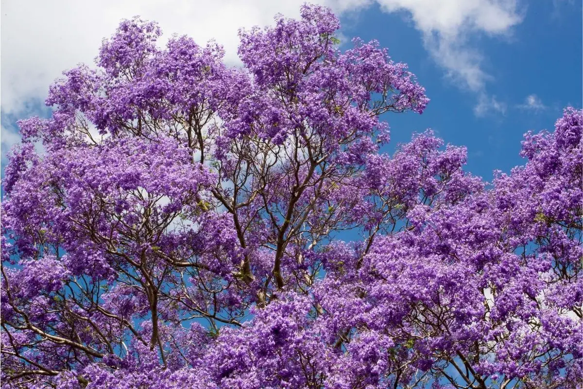 Purple Trees Jacaranda Tree