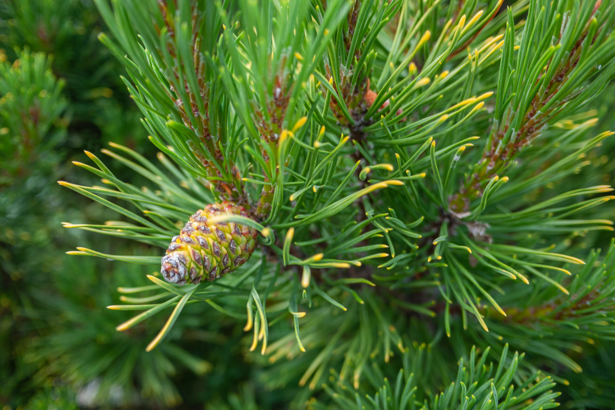 Canadian Trees-Jack Pine (Pinus Banksiana)
