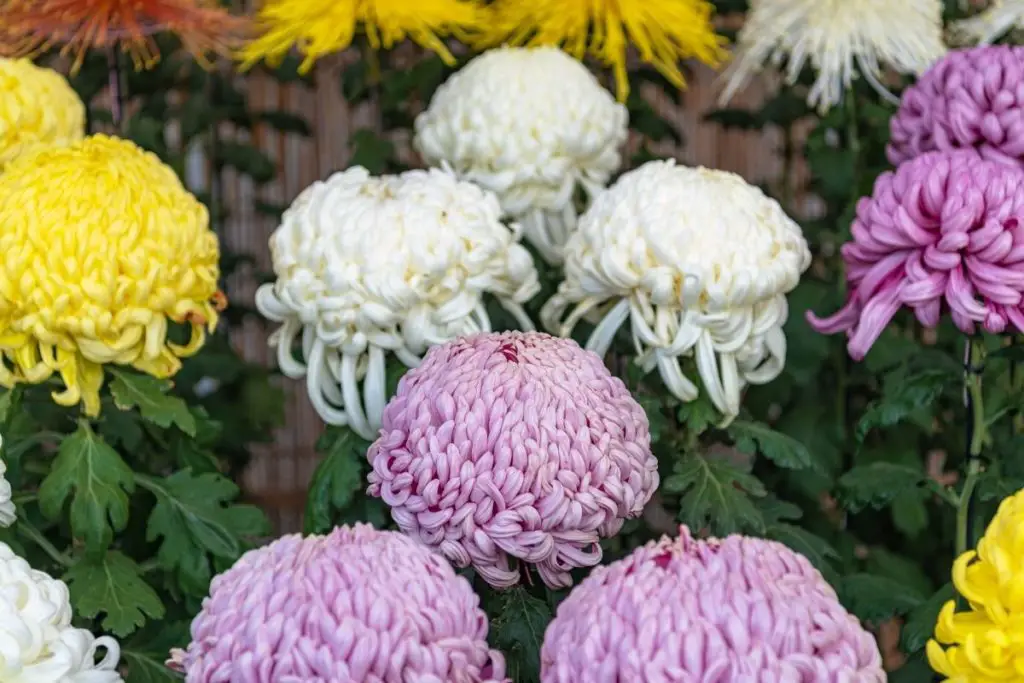 Types Of Daisies-Japanese Chrysanthemum
