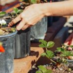Juicy Secrets: A Guide To Growing Strawberries In Pots
