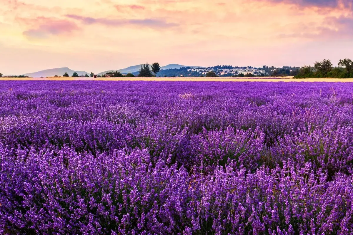 Laid Up in Lavender: The Ultimate Guide to Lavender
