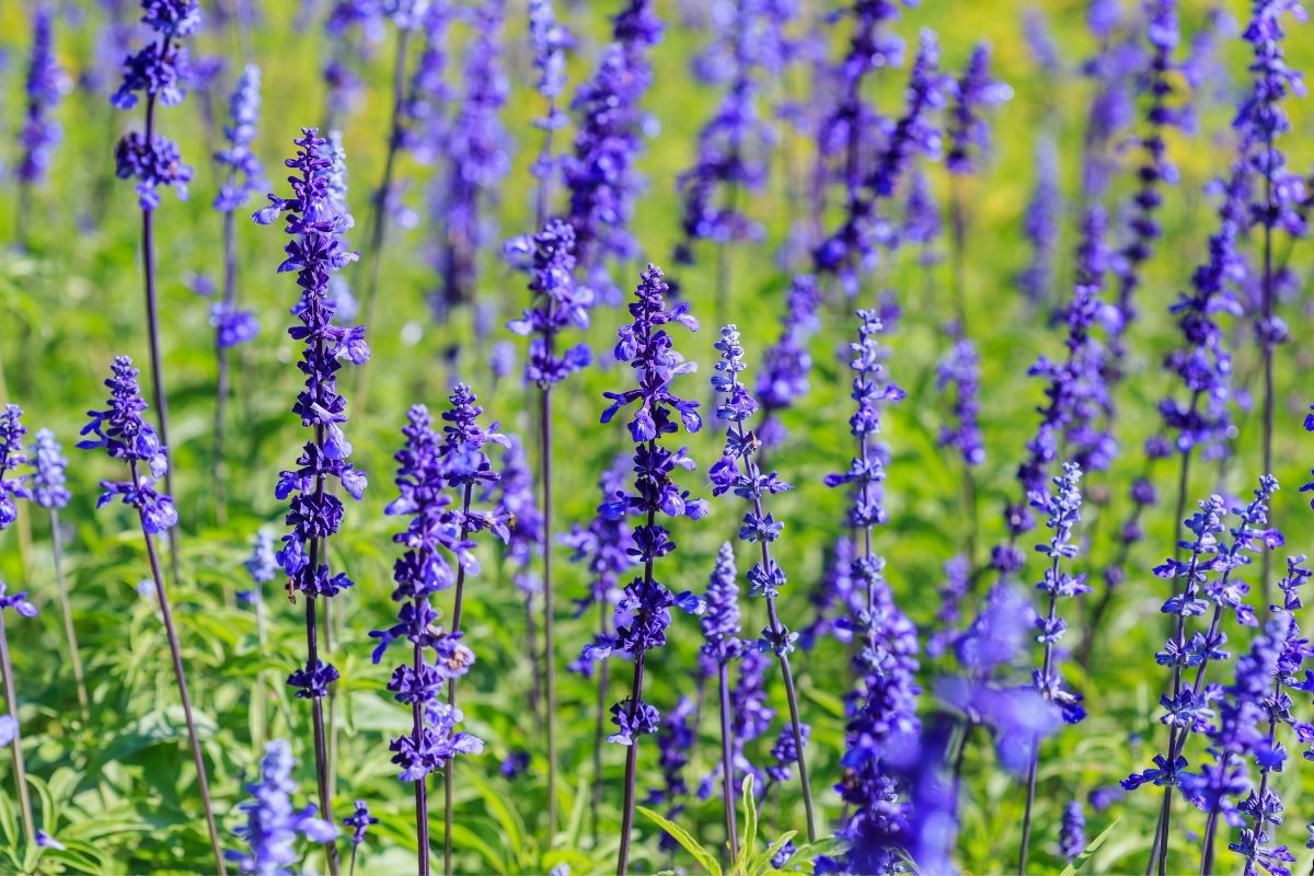 types of lavender
