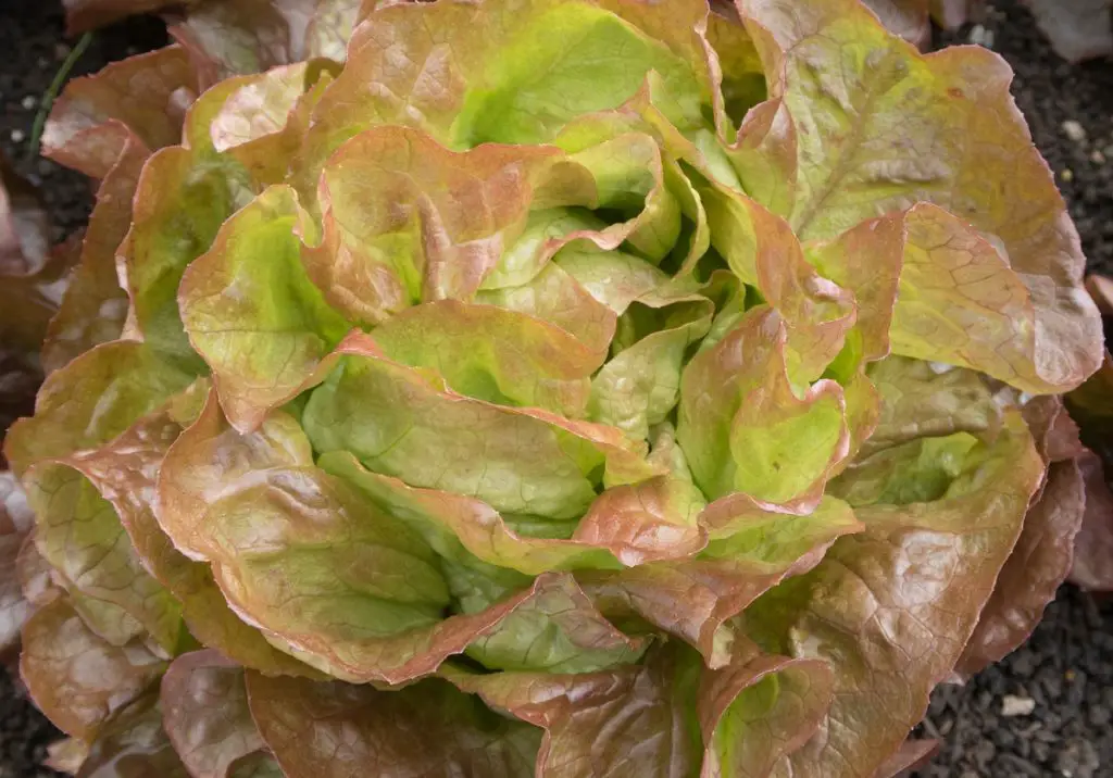 Tuscan Veggies-four season lettuce