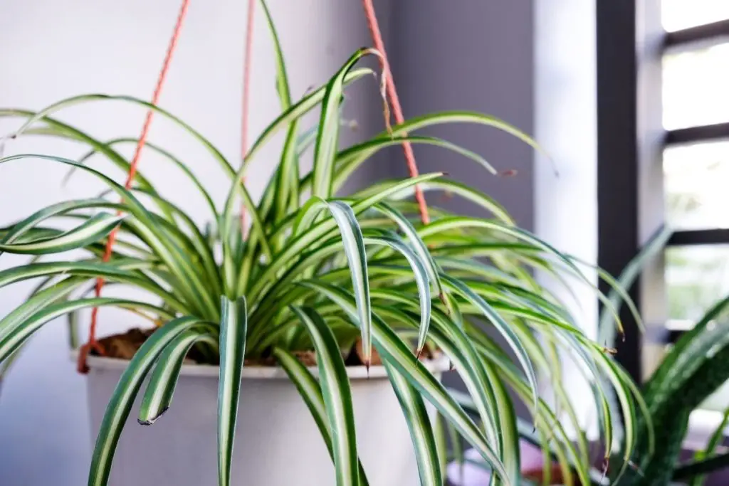 Leaves Turning Brown Tips For Saving Your Spider Plant's Tips