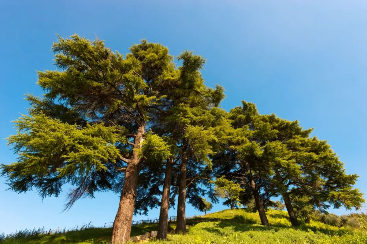 Lebanon Cedar (Cedrus libani)